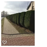 Gyvatvorės
